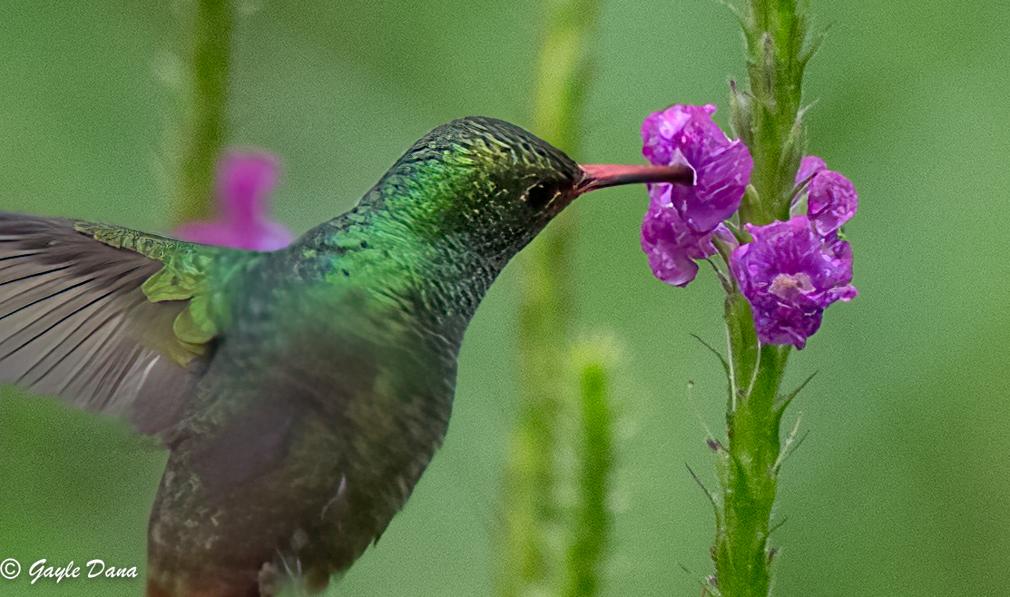 Rufous Tailed Hummingbird and flower